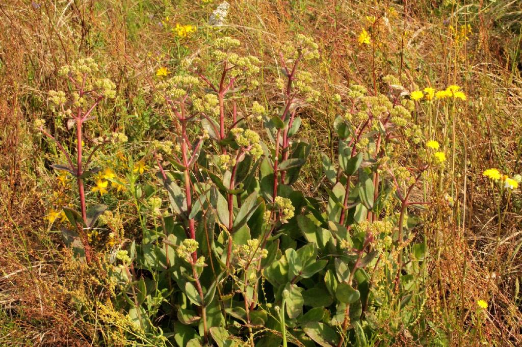 Hylotelephium maximum / Borracina massima
